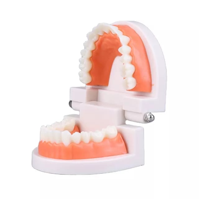 Arcada Dental Para Estudio Y Práctica Odontologica